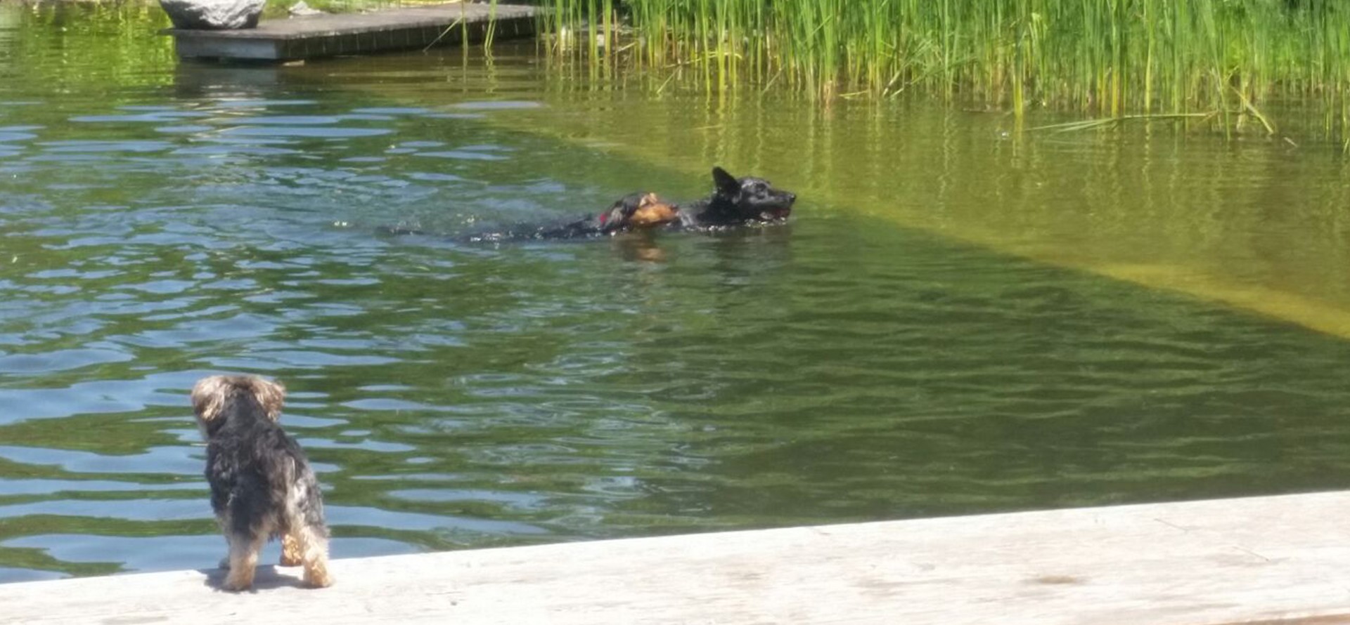 Hundebetreuung Blumau - Slider 2