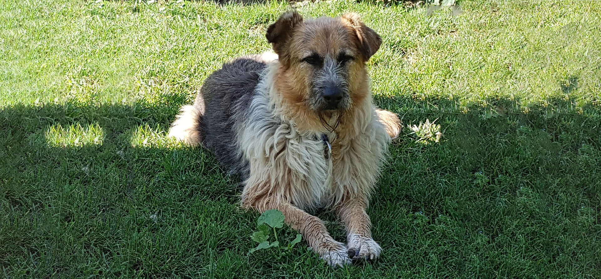 Hundebetreuung Blumau - Slider 3