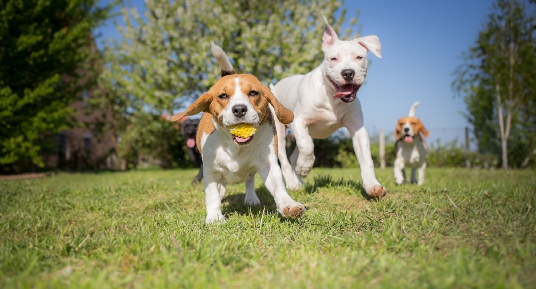 Hunde spielen miteinander